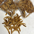 Freeze Dried Meal worms- Gerbil/Hamster
