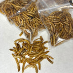 Freeze Dried Meal worms- Gerbil/Hamster